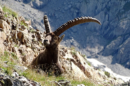 PIZZO DEL DIAVOLO DI MALGINA (2926 m), salito dalla VAL MALGINA, disceso dalla VALMORTA il 7 agosto 2016 - FOTOGALLERY